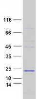 Coomassie blue staining of purified PRDM7 protein (Cat# TP314678). The protein was produced from HEK293T cells transfected with PRDM7 cDNA clone (Cat# RC214678) using MegaTran 2.0 (Cat# TT210002).