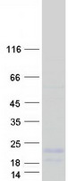 Coomassie blue staining of purified LYPD2 protein (Cat# TP314703). The protein was produced from HEK293T cells transfected with LYPD2 cDNA clone (Cat# RC214703) using MegaTran 2.0 (Cat# TT210002).