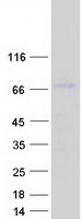 Coomassie blue staining of purified DBF4B protein (Cat# TP314891). The protein was produced from HEK293T cells transfected with DBF4B cDNA clone (Cat# RC214891) using MegaTran 2.0 (Cat# TT210002).