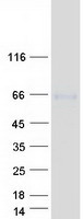 Coomassie blue staining of purified TTYH2 protein (Cat# TP314909). The protein was produced from HEK293T cells transfected with TTYH2 cDNA clone (Cat# RC214909) using MegaTran 2.0 (Cat# TT210002).