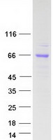 Coomassie blue staining of purified INSM1 protein (Cat# TP315007). The protein was produced from HEK293T cells transfected with INSM1 cDNA clone (Cat# RC215007) using MegaTran 2.0 (Cat# TT210002).