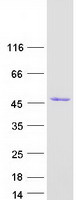 Coomassie blue staining of purified SEC14L3 protein (Cat# TP315118). The protein was produced from HEK293T cells transfected with SEC14L3 cDNA clone (Cat# RC215118) using MegaTran 2.0 (Cat# TT210002).