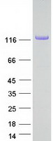 Coomassie blue staining of purified COL28A1 protein (Cat# TP315364). The protein was produced from HEK293T cells transfected with COL28A1 cDNA clone (Cat# RC215364) using MegaTran 2.0 (Cat# TT210002).