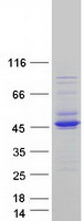 Coomassie blue staining of purified GTF2H2C protein (Cat# TP315415). The protein was produced from HEK293T cells transfected with GTF2H2C cDNA clone (Cat# RC215415) using MegaTran 2.0 (Cat# TT210002).