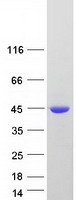 Coomassie blue staining of purified GNAO1 protein (Cat# TP315437). The protein was produced from HEK293T cells transfected with GNAO1 cDNA clone (Cat# RC215437) using MegaTran 2.0 (Cat# TT210002).