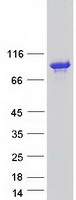 Coomassie blue staining of purified KCTD3 protein (Cat# TP315452). The protein was produced from HEK293T cells transfected with KCTD3 cDNA clone (Cat# RC215452) using MegaTran 2.0 (Cat# TT210002).