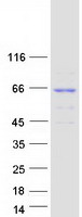 Coomassie blue staining of purified KLHL30 protein (Cat# TP315869). The protein was produced from HEK293T cells transfected with KLHL30 cDNA clone (Cat# RC215869) using MegaTran 2.0 (Cat# TT210002).