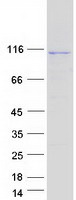 Coomassie blue staining of purified RSPH6A protein (Cat# TP315886). The protein was produced from HEK293T cells transfected with RSPH6A cDNA clone (Cat# RC215886) using MegaTran 2.0 (Cat# TT210002).