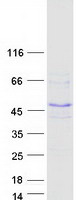 Coomassie blue staining of purified FBXW9 protein (Cat# TP315951). The protein was produced from HEK293T cells transfected with FBXW9 cDNA clone (Cat# RC215951) using MegaTran 2.0 (Cat# TT210002).