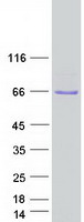 Coomassie blue staining of purified UBXN7 protein (Cat# TP316069). The protein was produced from HEK293T cells transfected with UBXN7 cDNA clone (Cat# RC216069) using MegaTran 2.0 (Cat# TT210002).