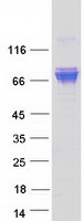 Coomassie blue staining of purified BICDL1 protein (Cat# TP316190). The protein was produced from HEK293T cells transfected with BICDL1 cDNA clone (Cat# RC216190) using MegaTran 2.0 (Cat# TT210002).