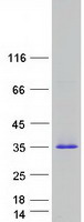 Coomassie blue staining of purified PRG3 protein (Cat# TP316191). The protein was produced from HEK293T cells transfected with PRG3 cDNA clone (Cat# RC216191) using MegaTran 2.0 (Cat# TT210002).