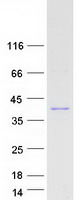 Coomassie blue staining of purified PRR16 protein (Cat# TP316256). The protein was produced from HEK293T cells transfected with PRR16 cDNA clone (Cat# RC216256) using MegaTran 2.0 (Cat# TT210002).