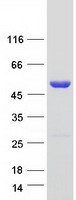 Coomassie blue staining of purified SCRN3 protein (Cat# TP316491). The protein was produced from HEK293T cells transfected with SCRN3 cDNA clone (Cat# RC216491) using MegaTran 2.0 (Cat# TT210002).