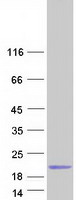 Coomassie blue staining of purified C14orf178 protein (Cat# TP316496). The protein was produced from HEK293T cells transfected with C14orf178 cDNA clone (Cat# RC216496) using MegaTran 2.0 (Cat# TT210002).