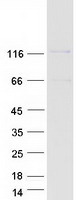 Coomassie blue staining of purified SEC31A protein (Cat# TP316802). The protein was produced from HEK293T cells transfected with SEC31A cDNA clone (Cat# RC216802) using MegaTran 2.0 (Cat# TT210002).