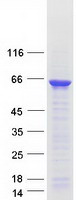 Coomassie blue staining of purified A1CF protein (Cat# TP316861). The protein was produced from HEK293T cells transfected with A1CF cDNA clone (Cat# RC216861) using MegaTran 2.0 (Cat# TT210002).