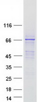 Coomassie blue staining of purified FAM83D protein (Cat# TP316954). The protein was produced from HEK293T cells transfected with FAM83D cDNA clone (Cat# RC216954) using MegaTran 2.0 (Cat# TT210002).