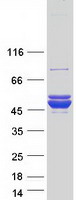 Coomassie blue staining of purified ACOT9 protein (Cat# TP316986). The protein was produced from HEK293T cells transfected with ACOT9 cDNA clone (Cat# RC216986) using MegaTran 2.0 (Cat# TT210002).