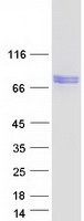 Coomassie blue staining of purified PDE12 protein (Cat# TP317016). The protein was produced from HEK293T cells transfected with PDE12 cDNA clone (Cat# RC217016) using MegaTran 2.0 (Cat# TT210002).