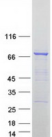 Coomassie blue staining of purified DYNC1I1 protein (Cat# TP317108). The protein was produced from HEK293T cells transfected with DYNC1I1 cDNA clone (Cat# RC217108) using MegaTran 2.0 (Cat# TT210002).