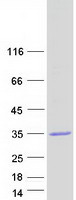 Coomassie blue staining of purified ABHD17B protein (Cat# TP317164). The protein was produced from HEK293T cells transfected with ABHD17B cDNA clone (Cat# RC217164) using MegaTran 2.0 (Cat# TT210002).