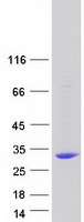 Coomassie blue staining of purified METTL21C protein (Cat# TP317219). The protein was produced from HEK293T cells transfected with METTL21C cDNA clone (Cat# RC217219) using MegaTran 2.0 (Cat# TT210002).