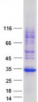 Coomassie blue staining of purified FAM156B protein (Cat# TP317380). The protein was produced from HEK293T cells transfected with FAM156B cDNA clone (Cat# RC217380) using MegaTran 2.0 (Cat# TT210002).