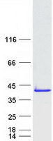 Coomassie blue staining of purified TCEAL5 protein (Cat# TP317441). The protein was produced from HEK293T cells transfected with TCEAL5 cDNA clone (Cat# RC217441) using MegaTran 2.0 (Cat# TT210002).