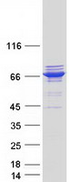 Coomassie blue staining of purified TTC12 protein (Cat# TP317476). The protein was produced from HEK293T cells transfected with TTC12 cDNA clone (Cat# RC217476) using MegaTran 2.0 (Cat# TT210002).