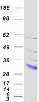 Coomassie blue staining of purified LDLRAD2 protein (Cat# TP317667). The protein was produced from HEK293T cells transfected with LDLRAD2 cDNA clone (Cat# RC217667) using MegaTran 2.0 (Cat# TT210002).