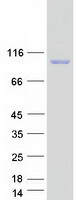 Coomassie blue staining of purified NAALADL1 protein (Cat# TP317792). The protein was produced from HEK293T cells transfected with NAALADL1 cDNA clone (Cat# RC217792) using MegaTran 2.0 (Cat# TT210002).