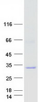 Coomassie blue staining of purified NAA60 protein (Cat# TP317832). The protein was produced from HEK293T cells transfected with NAA60 cDNA clone (Cat# RC217832) using MegaTran 2.0 (Cat# TT210002).