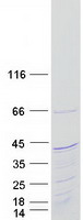 Coomassie blue staining of purified KIAA1191 protein (Cat# TP318066). The protein was produced from HEK293T cells transfected with KIAA1191 cDNA clone (Cat# RC218066) using MegaTran 2.0 (Cat# TT210002).