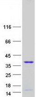 Coomassie blue staining of purified TCEAL3 protein (Cat# TP318119). The protein was produced from HEK293T cells transfected with TCEAL3 cDNA clone (Cat# RC218119) using MegaTran 2.0 (Cat# TT210002).