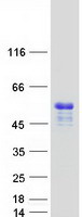 Coomassie blue staining of purified TRIML1 protein (Cat# TP318120). The protein was produced from HEK293T cells transfected with TRIML1 cDNA clone (Cat# RC218120) using MegaTran 2.0 (Cat# TT210002).