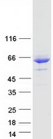 Coomassie blue staining of purified MLIP protein (Cat# TP318122). The protein was produced from HEK293T cells transfected with MLIP cDNA clone (Cat# RC218122) using MegaTran 2.0 (Cat# TT210002).