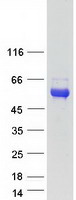 Coomassie blue staining of purified KDF1 protein (Cat# TP318144). The protein was produced from HEK293T cells transfected with KDF1 cDNA clone (Cat# RC218144) using MegaTran 2.0 (Cat# TT210002).