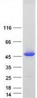 Coomassie blue staining of purified TRAPPC13 protein (Cat# TP318288). The protein was produced from HEK293T cells transfected with TRAPPC13 cDNA clone (Cat# RC218288) using MegaTran 2.0 (Cat# TT210002).