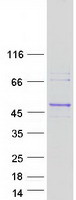 Coomassie blue staining of purified RGP1 protein (Cat# TP318325). The protein was produced from HEK293T cells transfected with RGP1 cDNA clone (Cat# RC218325) using MegaTran 2.0 (Cat# TT210002).