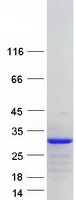 Coomassie blue staining of purified CT45A6 protein (Cat# TP318340). The protein was produced from HEK293T cells transfected with CT45A6 cDNA clone (Cat# RC218340) using MegaTran 2.0 (Cat# TT210002).