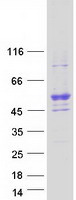 Coomassie blue staining of purified MIEF2 protein (Cat# TP318423). The protein was produced from HEK293T cells transfected with MIEF2 cDNA clone (Cat# RC218423) using MegaTran 2.0 (Cat# TT210002).