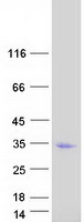 Coomassie blue staining of purified REC114 protein (Cat# TP318438). The protein was produced from HEK293T cells transfected with REC114 cDNA clone (Cat# RC218438) using MegaTran 2.0 (Cat# TT210002).