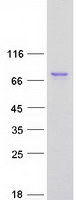 Coomassie blue staining of purified TRIM47 protein (Cat# TP318521). The protein was produced from HEK293T cells transfected with TRIM47 cDNA clone (Cat# RC218521) using MegaTran 2.0 (Cat# TT210002).