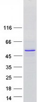 Coomassie blue staining of purified C8orf58 protein (Cat# TP318522). The protein was produced from HEK293T cells transfected with C8orf58 cDNA clone (Cat# RC218522) using MegaTran 2.0 (Cat# TT210002).