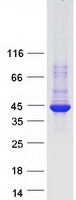 Coomassie blue staining of purified ARRDC5 protein (Cat# TP318570). The protein was produced from HEK293T cells transfected with ARRDC5 cDNA clone (Cat# RC218570) using MegaTran 2.0 (Cat# TT210002).