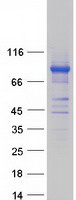 Coomassie blue staining of purified POLR3E protein (Cat# TP318588). The protein was produced from HEK293T cells transfected with POLR3E cDNA clone (Cat# RC218588) using MegaTran 2.0 (Cat# TT210002).