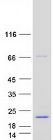 Coomassie blue staining of purified SPRED3 protein (Cat# TP318601). The protein was produced from HEK293T cells transfected with SPRED3 cDNA clone (Cat# RC218601) using MegaTran 2.0 (Cat# TT210002).