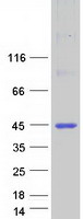 Coomassie blue staining of purified BSPRY protein (Cat# TP318642). The protein was produced from HEK293T cells transfected with BSPRY cDNA clone (Cat# RC218642) using MegaTran 2.0 (Cat# TT210002).