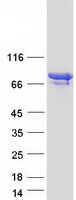 Coomassie blue staining of purified PADI6 protein (Cat# TP318705). The protein was produced from HEK293T cells transfected with PADI6 cDNA clone (Cat# RC218705) using MegaTran 2.0 (Cat# TT210002).